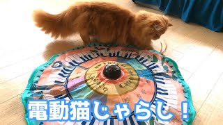 ねこちゃんが大好きな電動猫じゃらしを買ってみました！【マンチカン】/I bought an electric cat toy that cats love!