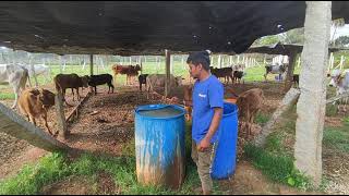 ಸಂಭವಾಮಿ ಗೋಶಾಲೆಯಲ್ಲಿ ಗೋಕೃಪಾ ಅಮೃತ ಮಾಡುವುದು ಹೇಗೆ ಎಂದು ತಿಳಿಸಿ ಕೊಡಲಾಗಿದೆ