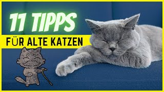 Alte Katze? Diese 11 Dinge solltest du bei Senior Katzen beachten