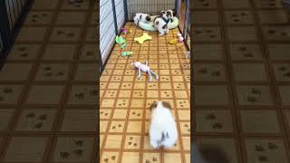 パピヨン子犬1月5日生まれアリア💩