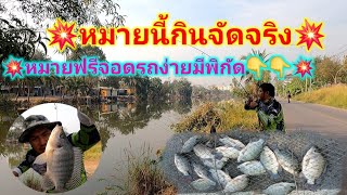 💥เปิดหมายใหม่กินดุกินจัดจริง💥หมายคลองวังน้อย#ตกปลาหน้าดิน #ตกปลานิล #ตกปลา #fishing