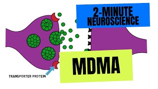 2-Minute Neuroscience: MDMA