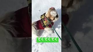 【雪】雪の中って楽しいね〜♬ [Snow] It's fun in the snow ~ ♬ #shorts #dog #shihtzu#シーズー