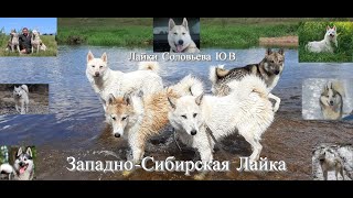 Западно-сибирская лайка/Кратко о породе/