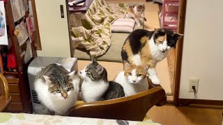 住職の朝ごはん前。猫で満席の時もあります。