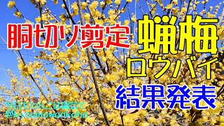 蝋梅満開と3月胴切り剪定の結果発表・今日もわんこは園芸と