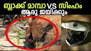 Black Mamba Vs Lion | ബ്ലാക്ക് മാമ്പ VS സിംഹം | Who will win ? ആര് ജയിക്കും ?