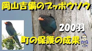 ブッポウソウ、見たぞ！！宝石だ！岡山、吉備中央町での野鳥観察、ウッチー探検発見ほっとけん、内山裕之