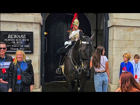 Touching horses is back and confusing the tour guide and her tourists at Horse Guards!