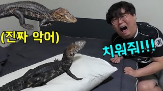 가짜악어 보여주다가 진짜 악어 보여주면 놀랄까?ㅋㅋㅋ