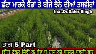 ਛੱਟਾ ਦੇ ਕੇ ਬੀਜੇ ਝੋਨੇ ਦੀਆਂ ਤਾਜਾ ਤਸਵੀਰਾਂ ਭਾਗ 5 | PiTiC Live