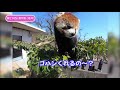 レッサーパンダ 飼育員さん決死の覚悟で撮影に挑む！