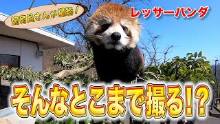 レッサーパンダ 飼育員さん決死の覚悟で撮影に挑む！