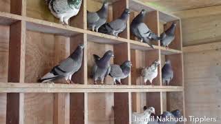 Pilot tipplers and Plester tipplers of Gary Watson Sunderland, English tipplers pigeons