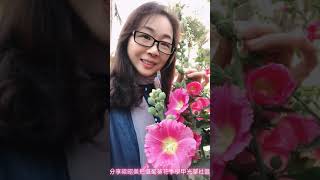 分享梁昭美拍攝蜀葵花學甲光華社區美拍 2021 03 14 （剛出爐）