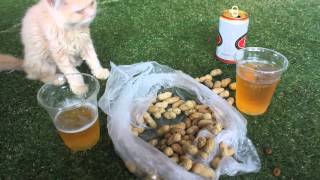 Purina One - Cat Food TVC