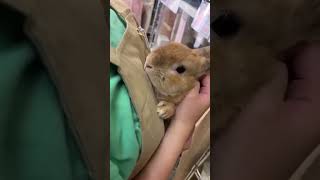 【NO57】ぼくの1番可愛いところ！ #buuny #rabbit #うさぎ専門店 #ダンズハウス