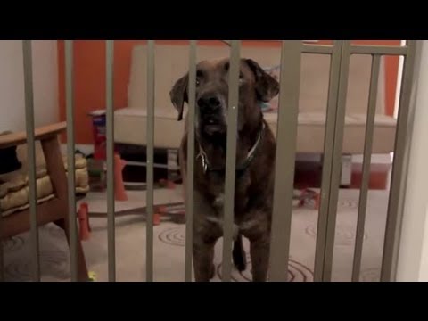 How to Stop Dogs Destroying the House While Away : Dog & Puppy Care How to Stop Dogs Destroying the House While Away : Dog & Puppy Care