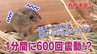 カヤネズミ 高速震動の秘密！