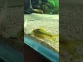 コリドラスゴールドマイルド種 アクアリウム aquarium コリドラス