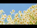 playlist 봄이오면 한번씩 꼭 듣고싶어지는 봄 캐롤 모음 🌼