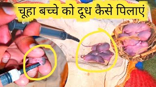 चूहे के बच्चे को दूध कैसे पिलाएं | Pet | सफ़ेद चूहा का बच्चा | four baby white mice  | mouse 🐁 | P-5