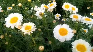 गुलदावरी की फूल की खेती  || Genda phool ki kheti || Marigold Farming in India