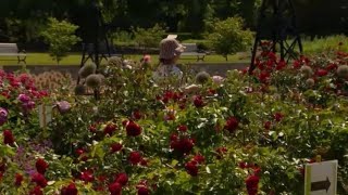 Why gardening enthusiasts are encouraging Canadians to plant red?