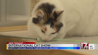 International Cat Show held in Raleigh