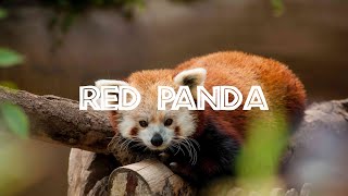 The Endangered: Red Panda