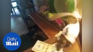 Pet rat keeps stealing money from its owner - Daily Mail