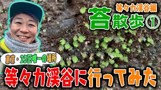 #180  【苔散歩 等々力渓谷編①】東京・２３区唯一の場所 等々力渓谷に行ってみた