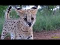 Two minutes on: Servals