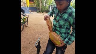 ஈசியாக தேங்காய் மட்டையை உரிப்பது எப்படி?  How to peel a coconut shell easily?