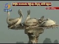 migratory birds draws attention at kolleru lake