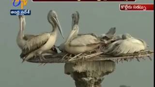 Migratory Birds Draws Attention at Kolleru Lake