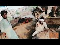 types of beopari in cow mandi p4pindi ismailarshad arslanawan atif qurbanieid