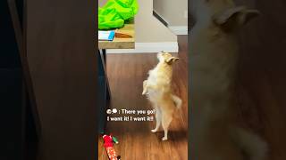 Chihuahua Wins World Walking Record 🤣🤣🤣 #chihuahua #dogwalking #dogwalk #funnyshorts