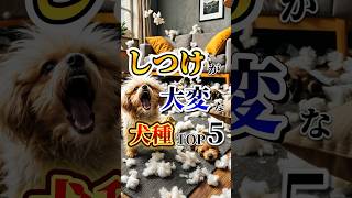 しつけが大変な犬種TOP5  #動物雑学 #動物 #雑学 #animals #shorts