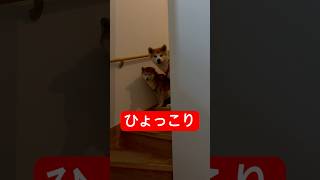 お兄ちゃんズルい💢 #柴犬 #秋田犬 #おもしろ #trending