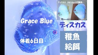 ディスカス GraceBlue稚魚給餌