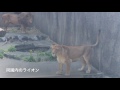 豊橋総合動植物園 のんほいパーク 　アムールトラ、ライオン