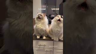 Their synchronized meows get me every time