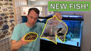 Can Fish Live with Your Pet Turtle? - Part 2:  Let's Try! - Convicts Cichlids and Plecos (Sucker)