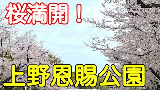 【江戸の代表的行楽地】桜満開！上野恩賜公園へ行ってきた！