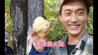 大山里美味猴头菇，今天可掏上窝子了，真是满满的收获