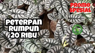 LARIS BANGET | OBRAL AGLONEMA MURAH TANIAN SENDIRI | COCOK BUAT PEMULA | BAGIAN 306