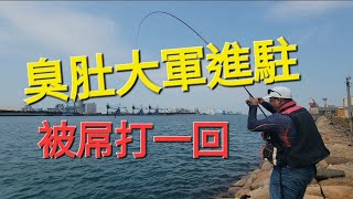 臭肚軍團來襲，釣魚釣到被屌打的感覺。Fishing  台湾の釣り 낚시 câucá Taiwan fishing