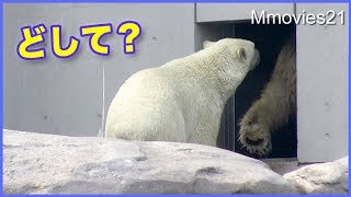 急遽収容　おとなしく屋内に入るララとリラ Polar Bears