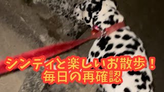 シンディと楽しいお散歩❗️毎日のお仕事、確認！